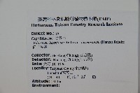 紅子莢迷藏品圖，第2張