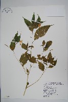 黃花鳳仙花藏品圖，第1張