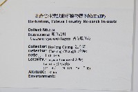 黃花鳳仙花藏品圖，第2張