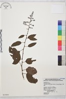 大黃鱔藤藏品圖，第1張