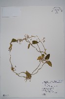 鷗蔓藏品圖，第1張