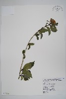 恆春厚殼樹藏品圖，第1張