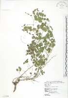 小葉括根藏品圖，第1張