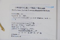 小刺山柑藏品圖，第2張