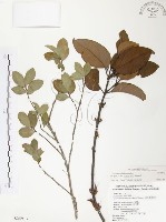 杜鵑桑寄生藏品圖，第1張