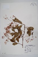 酸藤藏品圖，第1張