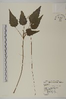 阿里山鬼督郵藏品圖，第1張