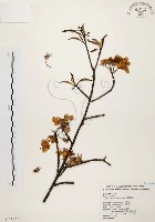 臺灣蘋果藏品圖，第1張