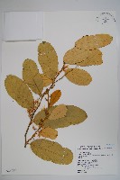 小刺山柑藏品圖，第1張