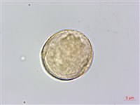 銳葉山黃麻藏品圖，第1張