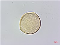 銳葉山黃麻藏品圖，第2張