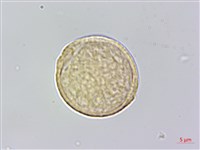 銳葉山黃麻藏品圖，第3張