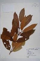 登錄號:S025957藏品圖，第1張