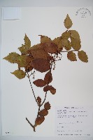 紅子莢迷藏品圖，第1張