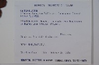 紅子莢迷藏品圖，第2張