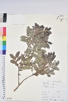 紅毛饅頭果藏品圖，第1張