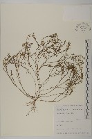 石胡荽、吐金草藏品圖，第1張