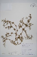 蓮子草藏品圖，第1張