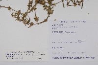 蓮子草藏品圖，第2張