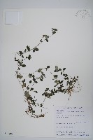 蘭嵌馬藍藏品圖，第1張