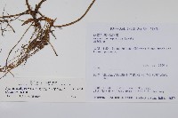 薄葉細辛、尾花細辛藏品圖，第2張