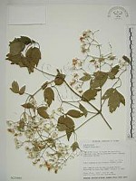 串鼻龍藏品圖，第1張