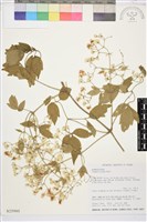 串鼻龍藏品圖，第2張