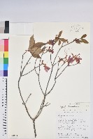 棲蘭山杜鵑藏品圖，第1張