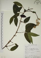 大葉溲疏藏品圖，第1張