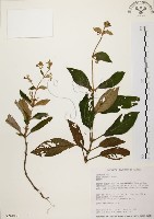 旋莢木藏品圖，第1張