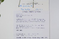 蘆利草、匐蘆利草藏品圖，第2張