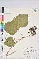 蟲屎藏品圖，第1張