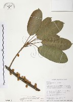 雀榕藏品圖，第1張