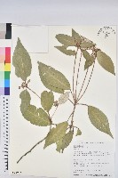 裡白巴豆藏品圖，第1張