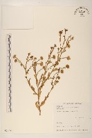 島田氏雞兒腸藏品圖，第1張