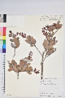 凹葉越橘藏品圖，第1張