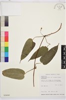 薄單葉鐵線蓮藏品圖，第1張