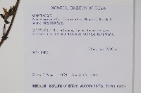 曲莖馬藍藏品圖，第2張