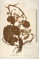 臺灣款冬藏品圖，第1張