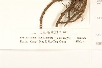 臺灣款冬藏品圖，第3張