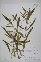 登錄號:S026049藏品圖，第1張