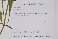 登錄號:S026049藏品圖，第2張