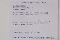 大花細辛、馬蹄香藏品圖，第2張