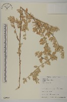 臺灣濱藜藏品圖，第1張