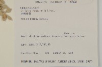 臺灣濱藜藏品圖，第2張