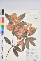 西施花、青紫木藏品圖，第1張