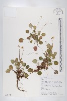 裂緣花藏品圖，第1張