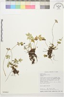 五葉黃連藏品圖，第1張