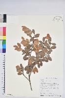 凹葉越橘藏品圖，第1張