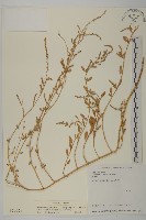 變葉藜藏品圖，第1張